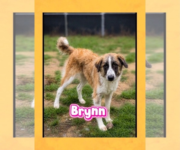 Medium Photo #1 German Shepherd Dog-Great Pyrenees Mix Puppy For Sale in Thomasville, NC, USA