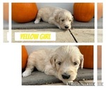 Puppy Yellow Goldendoodle