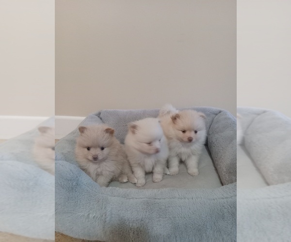 Medium Photo #1 Pomeranian Puppy For Sale in SAN JOSE, CA, USA