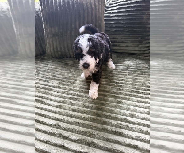 Medium Photo #32 Aussiedoodle Puppy For Sale in SWANNANOA, NC, USA