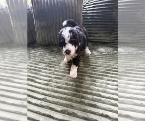Medium Aussiedoodle