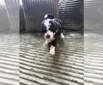 Puppy Boston Rob Aussiedoodle