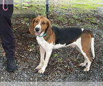 Small #1 Mutt