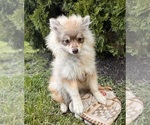 Small #2 Pomeranian