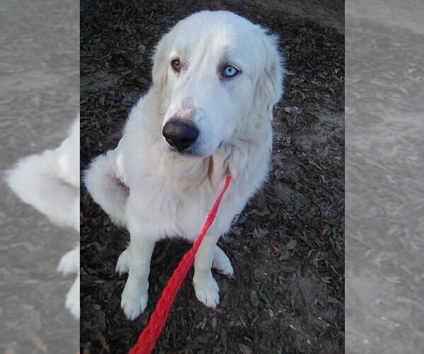 Medium Photo #2 Great Pyrenees Puppy For Sale in Spring, TX, USA