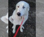 Small #1 Great Pyrenees