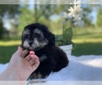 Small #4 Poovanese