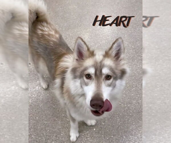 Medium Photo #2 Siberian Husky Puppy For Sale in Severn, MD, USA