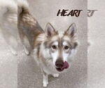 Small #1 Siberian Husky
