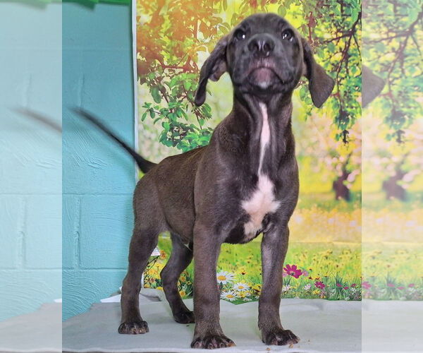 Medium Photo #1 Labrador Retriever-Unknown Mix Puppy For Sale in Wetumpka, AL, USA