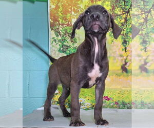 Labrador Retriever-Unknown Mix Dogs for adoption in Wetumpka, AL, USA