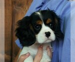 Small Photo #6 Cavalier King Charles Spaniel Puppy For Sale in SCOTTVILLE, MI, USA
