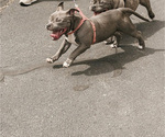 Small Photo #8 American Bully Puppy For Sale in BEDFORD, MA, USA