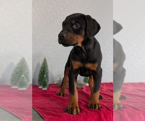 Medium Photo #52 Doberman Pinscher Puppy For Sale in GOSHEN, IN, USA