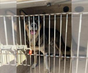 Siberian Husky-Unknown Mix Dogs for adoption in Oklahoma City, OK, USA