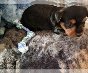 Yorkshire Terrier Puppy for sale in AUBURN, NY, USA