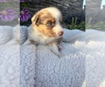 Puppy Honey Australian Shepherd