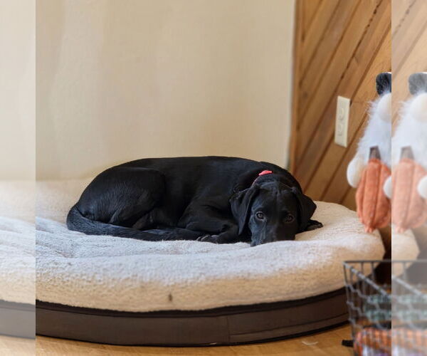 Medium Photo #4 Labrador Retriever Puppy For Sale in Fargo, ND, USA