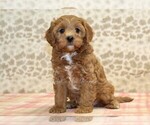 Small #3 Cavapoo