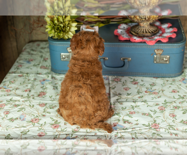 Medium Photo #29 Miniature Labradoodle Puppy For Sale in NAPPANEE, IN, USA
