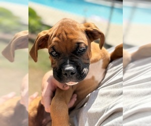 Boxer Puppy for sale in WEST COLUMBIA, SC, USA