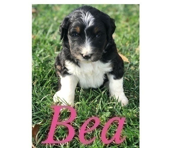 Medium Photo #4 Bernedoodle Puppy For Sale in BOWLING GREEN, KY, USA