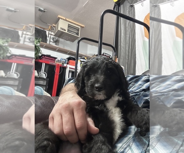 Medium Photo #6 Sheepadoodle Puppy For Sale in BUFFALO, MN, USA