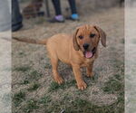 Small #1 Mutt