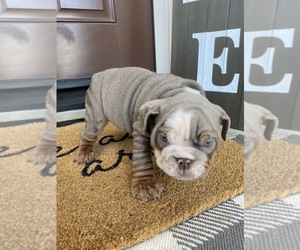 English Bulldog Puppy for sale in ROCKLIN, CA, USA