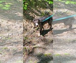 Small #3 Border Collie