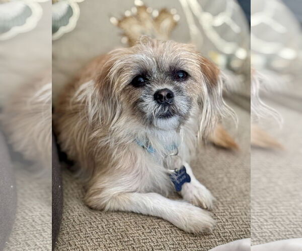 Medium Photo #1 Shih Tzu-Unknown Mix Puppy For Sale in Rockaway, NJ, USA