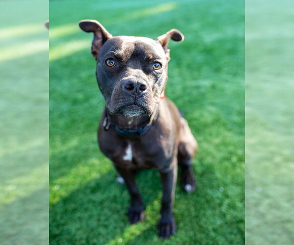 Medium Photo #3 Staffordshire Bull Terrier-Unknown Mix Puppy For Sale in oakland, FL, USA