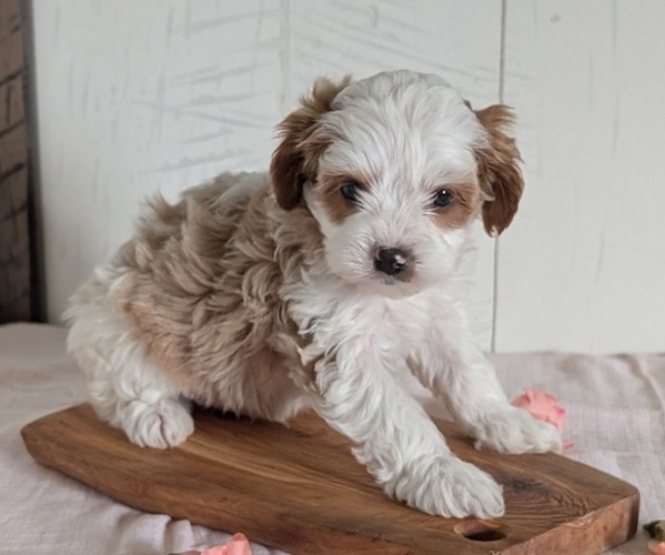 Medium Photo #7 Cavapoo (Miniature) Puppy For Sale in GOSHEN, IN, USA