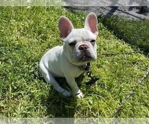 French Bulldog Puppy for sale in NAPLES, FL, USA