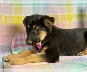 Australian Shepherd-German Shepherd Dog Mix Puppy for sale in LANCASTER, PA, USA