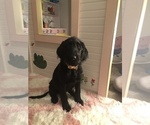Small Photo #27 Labradoodle Puppy For Sale in ROBERTA, GA, USA