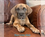 Puppy Blue Collar M Cane Corso