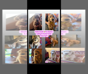 Double Doodle Puppy for sale in WEST COVINA, CA, USA