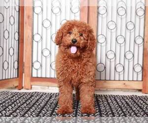 Poodle (Miniature) Puppy for Sale in NAPLES, Florida USA