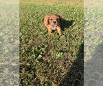 Image preview for Ad Listing. Nickname: Litter of 2