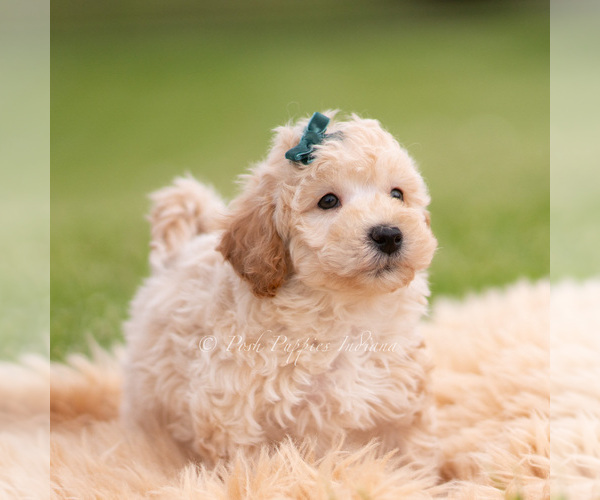 Medium Photo #4 Goldendoodle (Miniature) Puppy For Sale in WARSAW, IN, USA