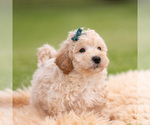 Small Photo #24 Goldendoodle (Miniature) Puppy For Sale in WARSAW, IN, USA