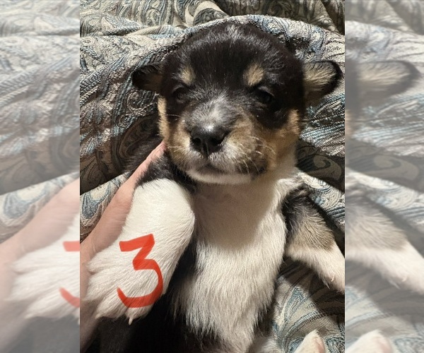 Medium Photo #3 Pembroke Welsh Corgi Puppy For Sale in GRAFTON, OH, USA