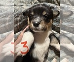 Small #2 Pembroke Welsh Corgi