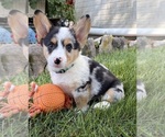 Small #3 Pembroke Welsh Corgi