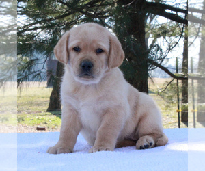 Labrador Retriever Puppy for sale in MYERSTOWN, PA, USA