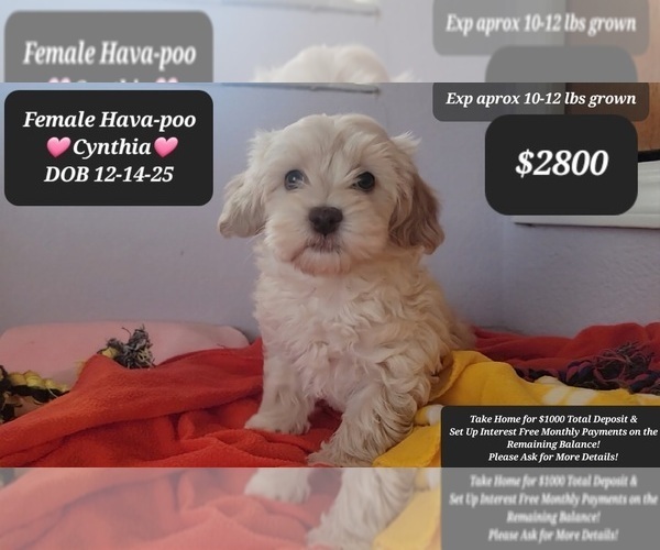 Medium Photo #2 Havanese Puppy For Sale in TUCSON, AZ, USA