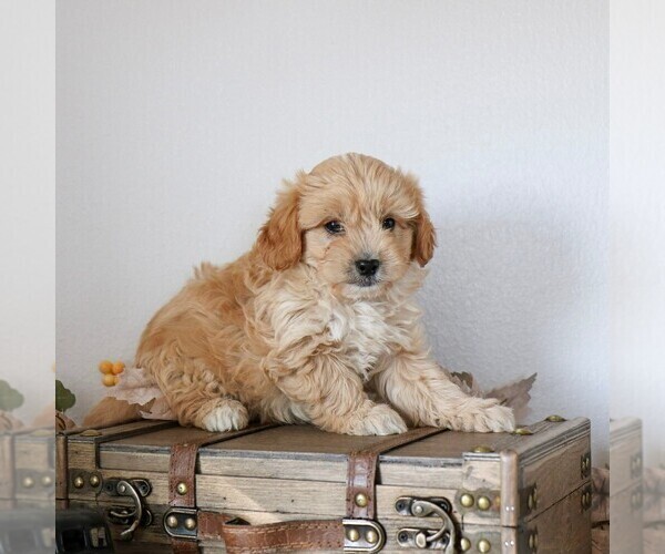 Medium Photo #3 Cavapoo Puppy For Sale in ARTHUR, IL, USA