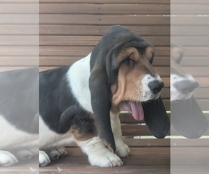 Medium Basset Hound