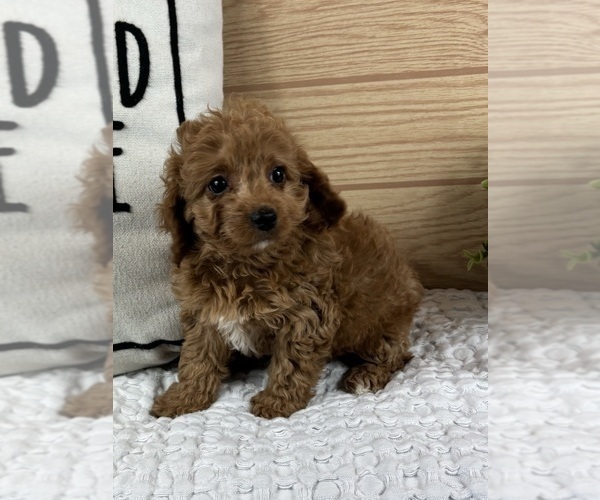 Medium Photo #2 Cavapoo (Standard) Puppy For Sale in GREENFIELD, IN, USA
